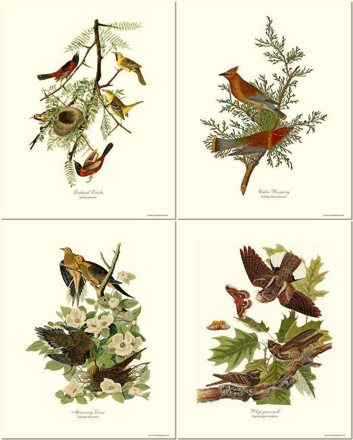 Audubon Bird Prints | Matching Set of 4 Vintage Prints