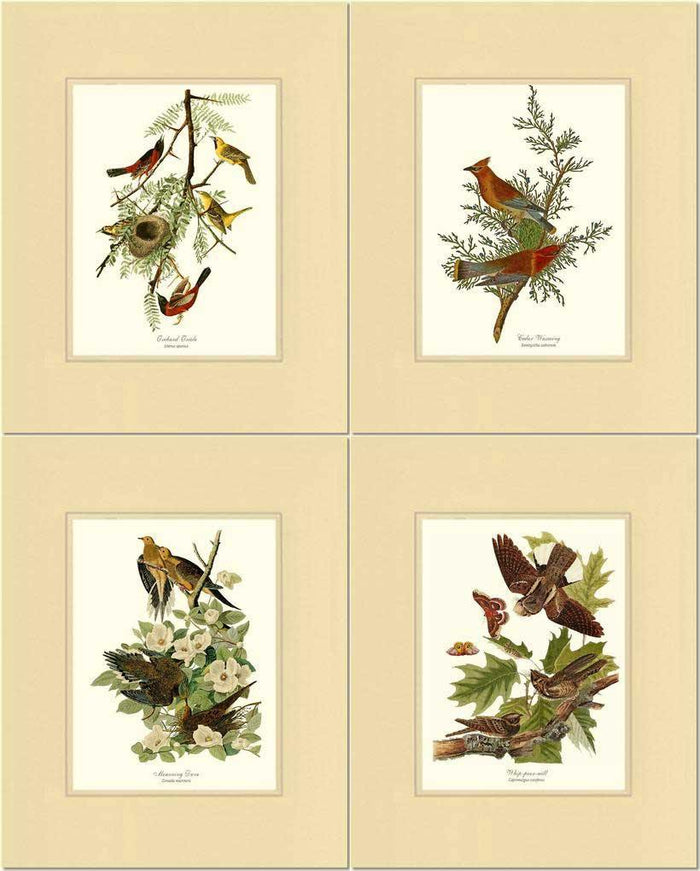 Audubon Set of 4 Matching Bird Prints. Brown Theme. - Charting Nature