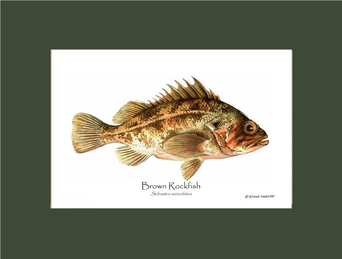 Brown Rockfish Sebastes auriculatus | Wall Art Fish Print