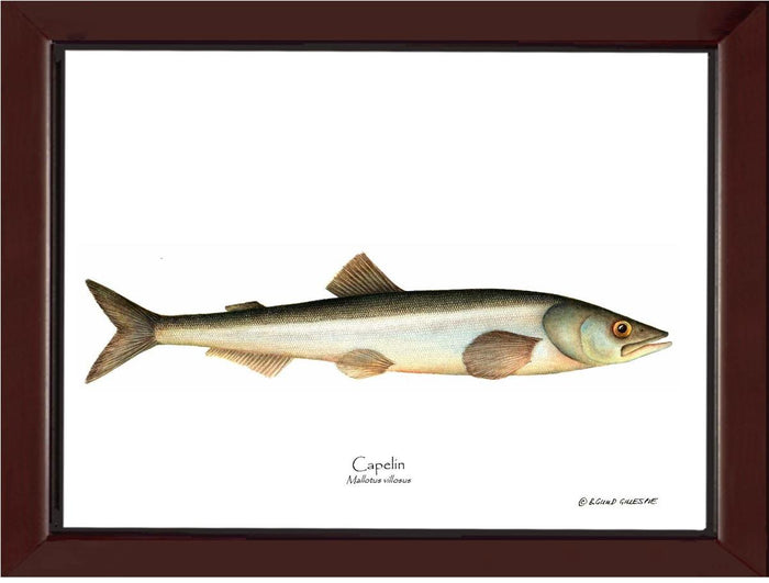 Capelin Mallotus villosus | Wall Art Fish Print