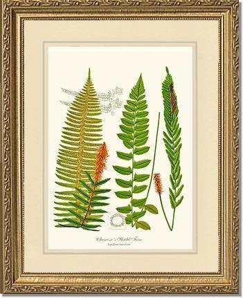 Chamisso Shield Fern Botanical Wall Art Print-Charting Nature