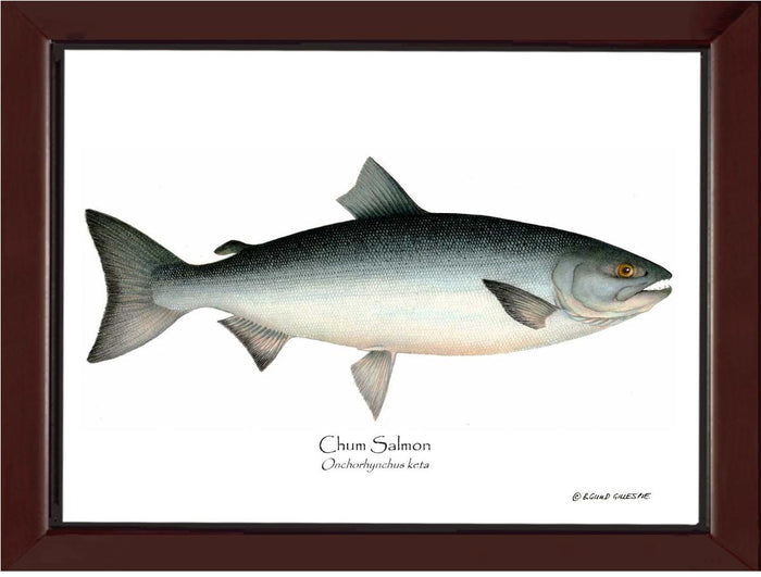 Chum Salmon Onchorhynchus keta | Wall Art Fish Print