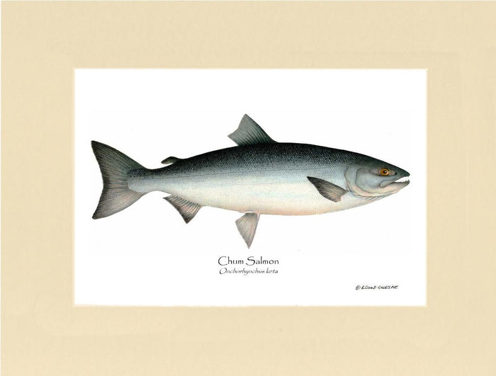 Chum Salmon Onchorhynchus keta | Wall Art Fish Print