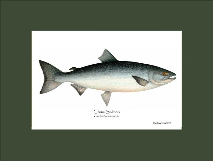 Chum Salmon Onchorhynchus keta | Wall Art Fish Print