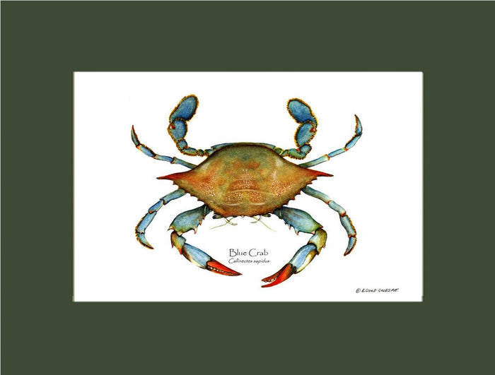 Crab, Blue | Wall Art Shellfish Print