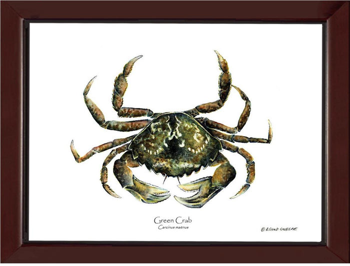 Crab, Green | Wall Art Shellfish Print