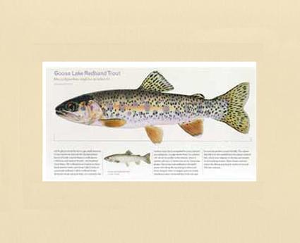 Goose Lake Redband Trout