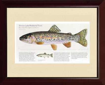 Goose Lake Redband Trout | Matted Tomelleri Trout Fish Print