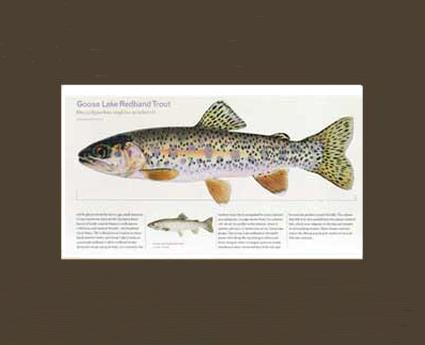 Goose Lake Redband Trout | Matted Tomelleri Trout Fish Print