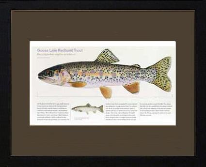 Goose Lake Redband Trout | Matted Tomelleri Trout Fish Print