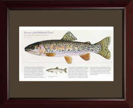 Goose Lake Redband Trout | Matted Tomelleri Trout Fish Print