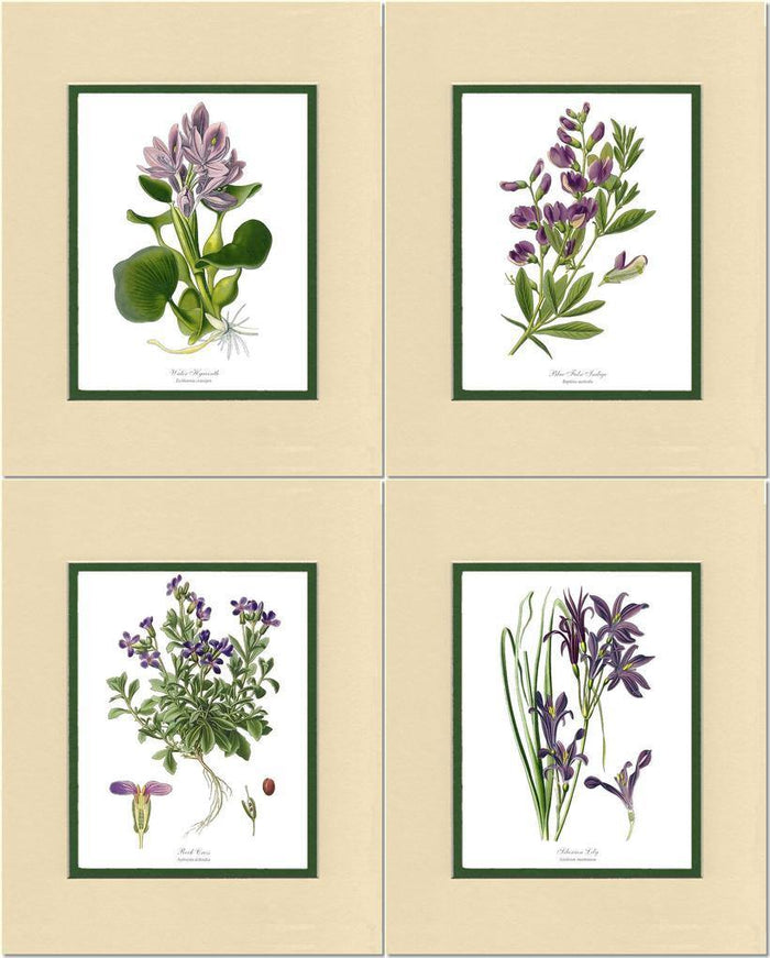 Lavender Flower Botanical Print Set - Charting Nature