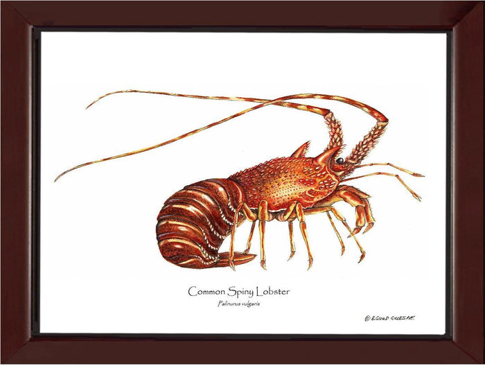 Lobster, European Spiny | Wall Art Shellfish Print