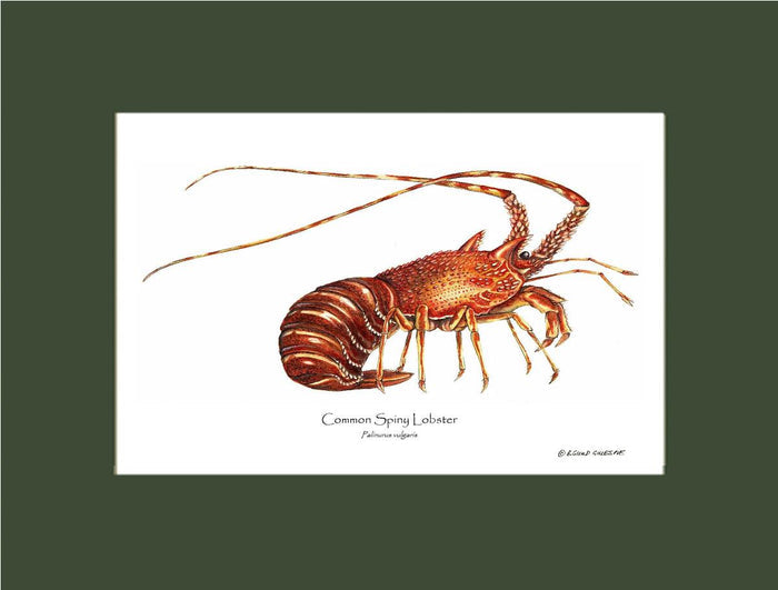 Lobster, European Spiny | Wall Art Shellfish Print