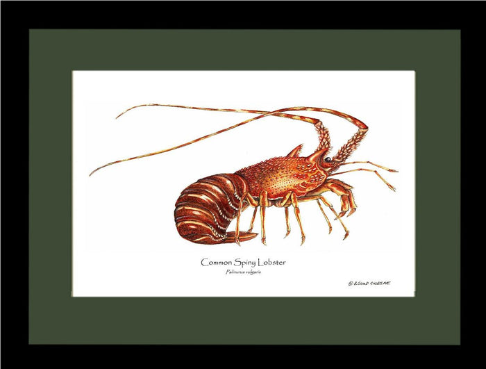 Lobster, European Spiny | Wall Art Shellfish Print