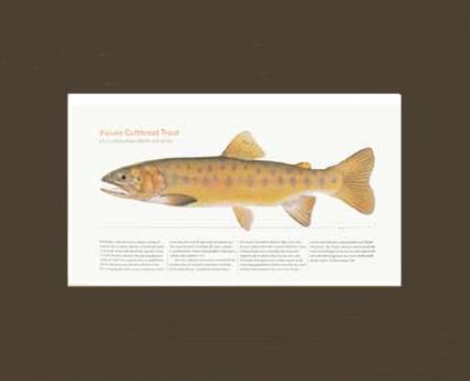 Paiute Cutthroat Trout | Matted Tomelleri Trout Fish Print