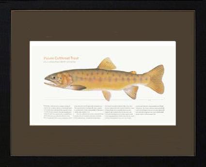 Paiute Cutthroat Trout | Matted Tomelleri Trout Fish Print