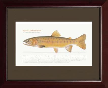 Paiute Cutthroat Trout | Matted Tomelleri Trout Fish Print