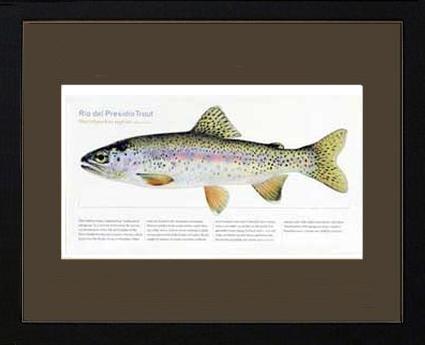 Rio del Presidio Trout | Matted Tomelleri Trout Fish Print