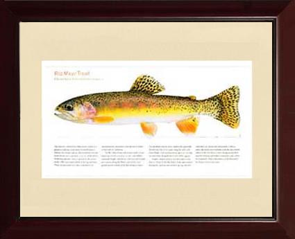 Rio Mayo Trout | Matted Tomelleri Trout Fish Print