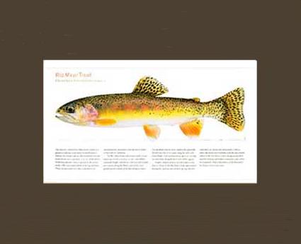 Rio Mayo Trout | Matted Tomelleri Trout Fish Print