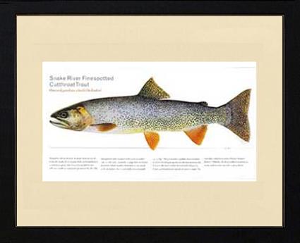 Snake River Cutthroat Trout | Matted Tomelleri Trout Fish Print