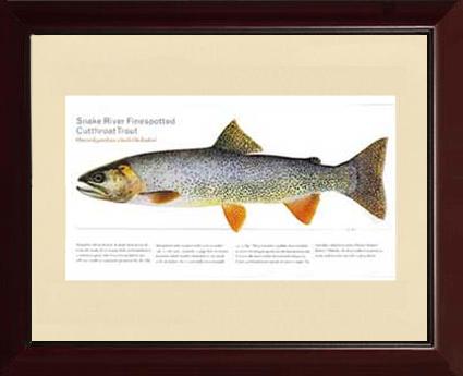 Snake River Cutthroat Trout | Matted Tomelleri Trout Fish Print