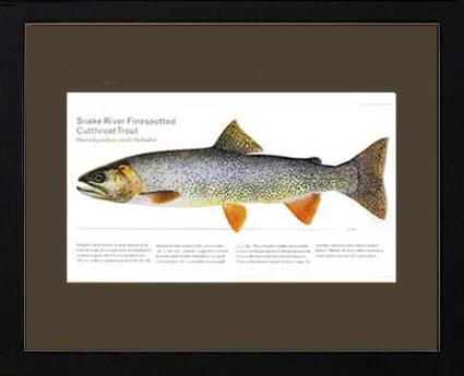 Snake River Cutthroat Trout | Matted Tomelleri Trout Fish Print