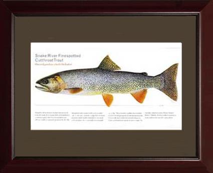 Snake River Cutthroat Trout | Matted Tomelleri Trout Fish Print