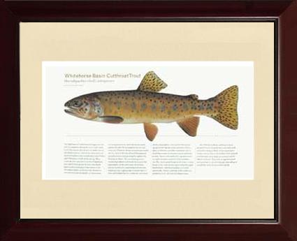 Whitehorse Basin Cutthroat | Matted Tomelleri Trout Fish Print