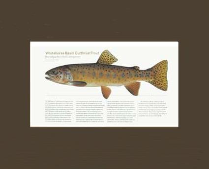 Whitehorse Basin Cutthroat | Matted Tomelleri Trout Fish Print