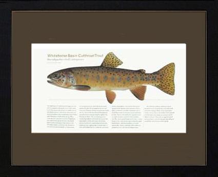Whitehorse Basin Cutthroat | Matted Tomelleri Trout Fish Print