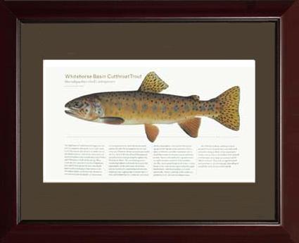 Whitehorse Basin Cutthroat | Matted Tomelleri Trout Fish Print