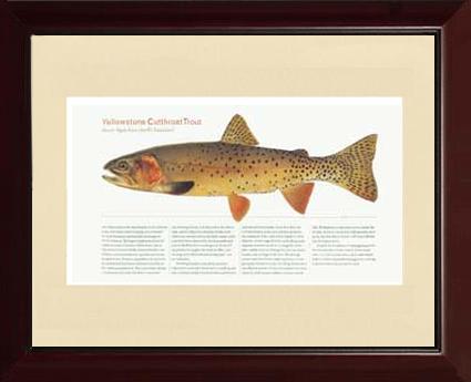 Yellow Stone Cutthroat Trout | Matted Tomelleri Trout Fish Print