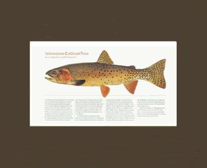 Yellow Stone Cutthroat Trout | Matted Tomelleri Trout Fish Print
