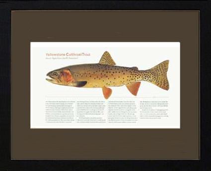 Yellow Stone Cutthroat Trout | Matted Tomelleri Trout Fish Print