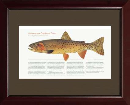 Yellow Stone Cutthroat Trout | Matted Tomelleri Trout Fish Print