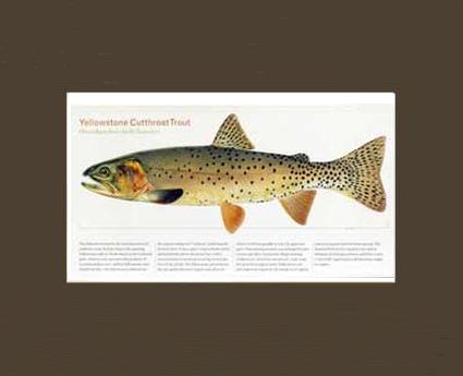 Yellowstone Cutthroat Trout | Matted Tomelleri Trout Fish Print