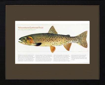 Yellowstone Cutthroat Trout | Matted Tomelleri Trout Fish Print