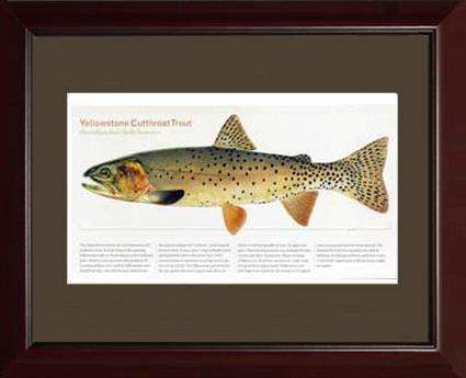 Yellowstone Cutthroat Trout | Matted Tomelleri Trout Fish Print