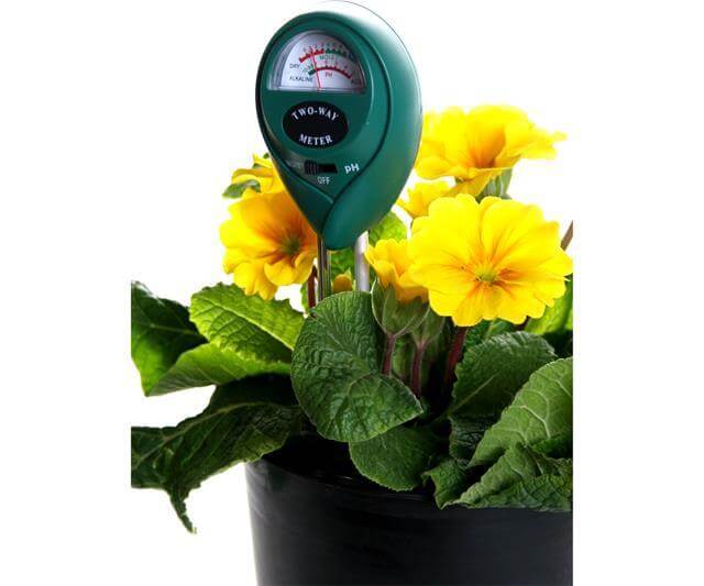 Green two-way moisture and pH meter inserted into a black pot with bright yellow flowers.