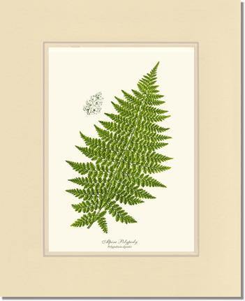 Alpine Fern Botanical Wall Art Print-Charting Nature