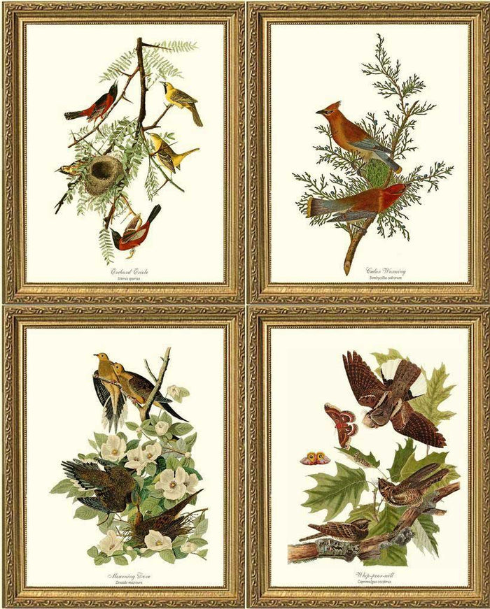 Audubon Bird Prints | Matching Set of 4 Framed Vintage  Prints