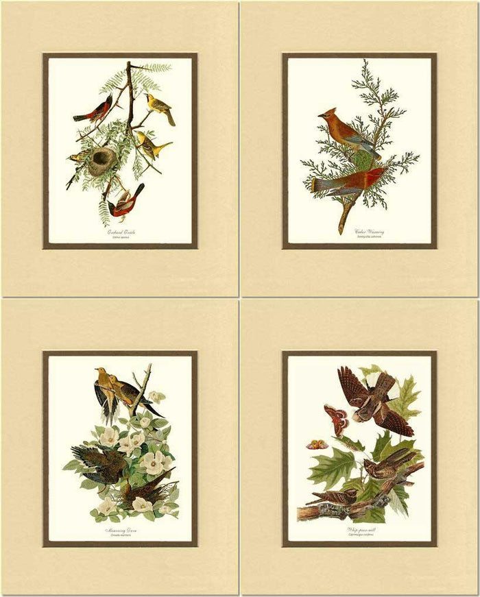 Audubon Set of 4 Matching Bird Prints. Brown Theme. - Charting Nature