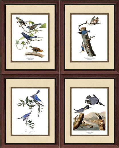 Audubon Blue Bird Prints - Charting Nature