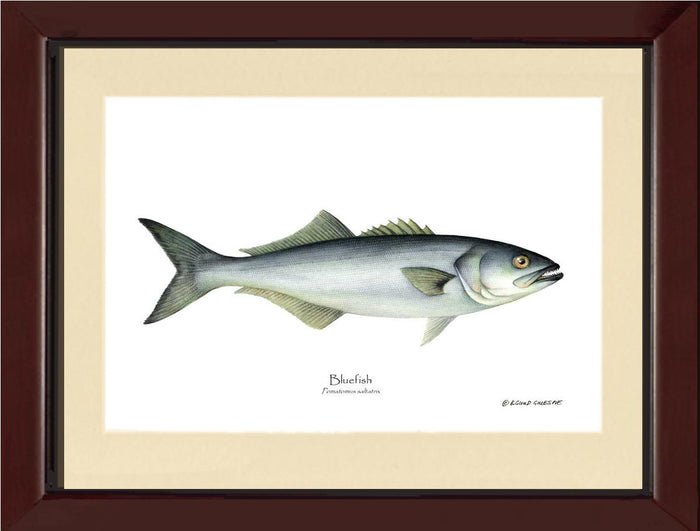 Bluefish Pomatomus saltatrix | Wall Art Fish Print