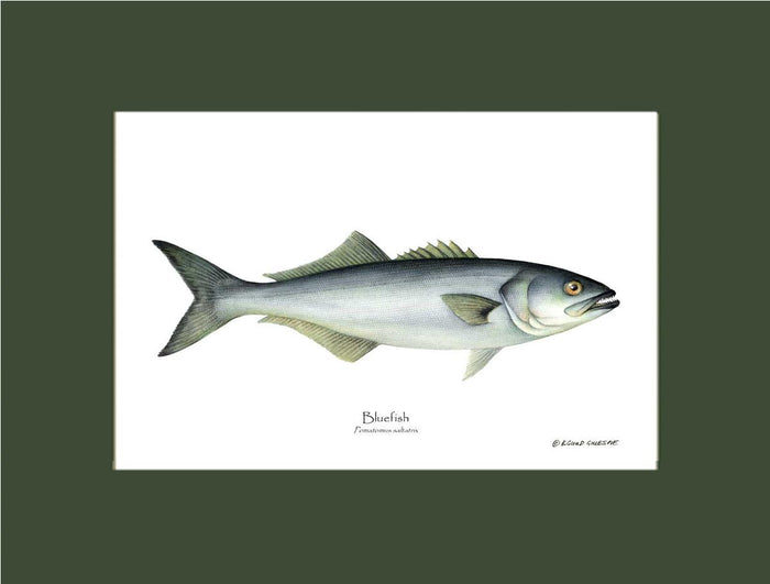 Bluefish Pomatomus saltatrix | Wall Art Fish Print