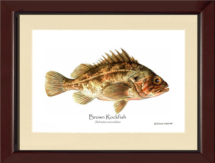 Brown Rockfish Sebastes auriculatus | Wall Art Fish Print