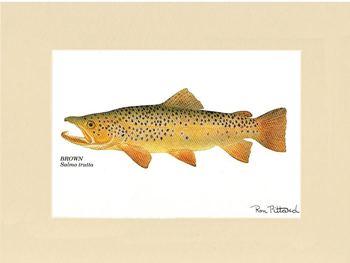 Brown Trout - Charting Nature