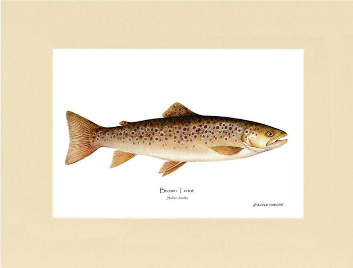 Brown Trout Salmo trutta | Wall Art Fish Print | Wall Art Fish Print